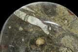 Fossil Orthoceras & Goniatite Oval Plate - Stoneware #140235-1